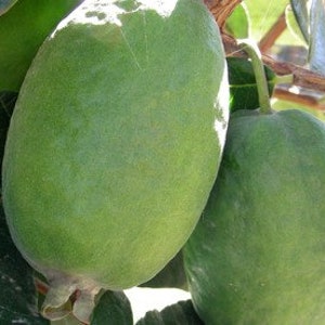May include: Two green guavas growing on a tree branch with green leaves.