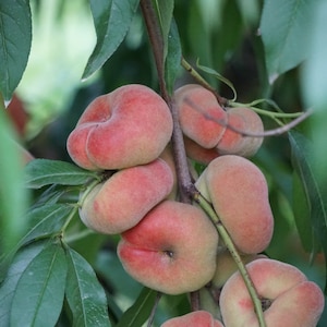 May include: A close-up of a cluster of flat, peach-colored peaches growing on a tree branch. The peaches have a unique, flattened shape and a reddish blush. Green leaves surround the peaches, creating a natural backdrop.