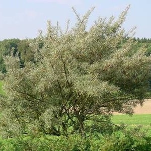 May include: A silvery-green bush with many branches and small leaves. The bush is growing in a field with green grass.