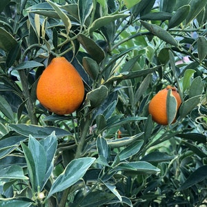 Kumquat (Centennial Variegated)