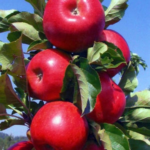 Columnar Apple Tree (Northpole) 1 Gallon Potted 2 Feet Tall- Grafted