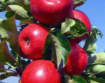 Columnar Apple Tree (Northpole) 1 Gallon Potted 2 Feet Tall- Grafted