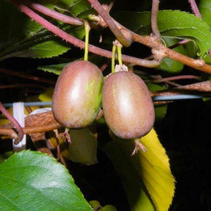 May include: Close-up of two small, oval-shaped kiwis hanging from a vine. The kiwis have a reddish-brown skin with a hint of green. The background includes green leaves and brown branches.