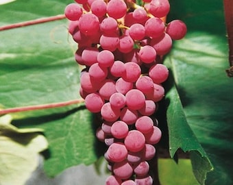 Grape Vine (Suffolk Red)