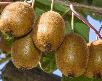 Fuzzy Kiwi Plants (Both Male and Female) 1 Gallon Potted