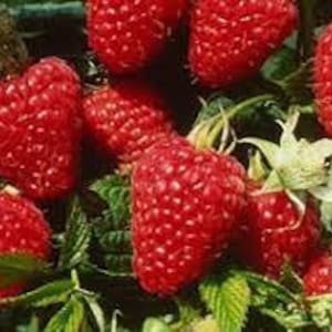 May include: Close-up of ripe red raspberries growing on a vine. The raspberries are plump and juicy, with a bright red color.