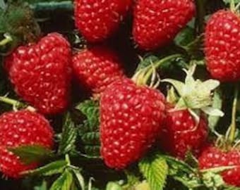 May include: Close-up of ripe red raspberries growing on a vine. The raspberries are plump and juicy, with a bright red color.