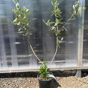 May include: A young feijoa plant with two main woody stems branching upward from a black plastic nursery pot. The plant features oval-shaped, light green leaves with a silvery underside, and a small white plant tag is attached to the base.