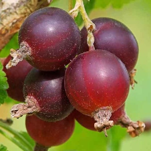 Red Jostaberry