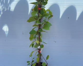 Eastern Prince Schisandra - Large 1 Gallon Five Flavor Berry Vine