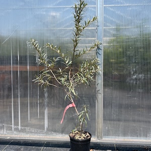 May include: A young sea buckthorn plant with slender, silvery-green lanceolate leaves growing in a black plastic nursery pot. A bright pink plastic tag is attached to the main stem of the plant, which features a central trunk and several branches.