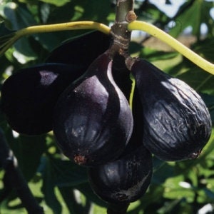 May include: Close-up of a cluster of ripe, dark purple figs hanging from a branch. The figs have a smooth, slightly textured skin and are surrounded by green leaves and a yellow stem. The image is well-lit, highlighting the fruit's color and shape.