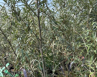 May include: A collection of sea buckthorn plants in black plastic nursery pots. Each plant features slender, grey-green, lance-shaped leaves on thin, woody stems. Several pots have white identification tags attached to the base of the stems.
