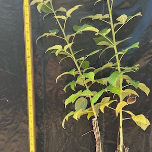 May include: A potted raspberry plant with green leaves and two main stems, positioned next to a yellow wooden ruler that shows the plant reaching a height of approximately 24 inches from the base of the pot to the top of the foliage.