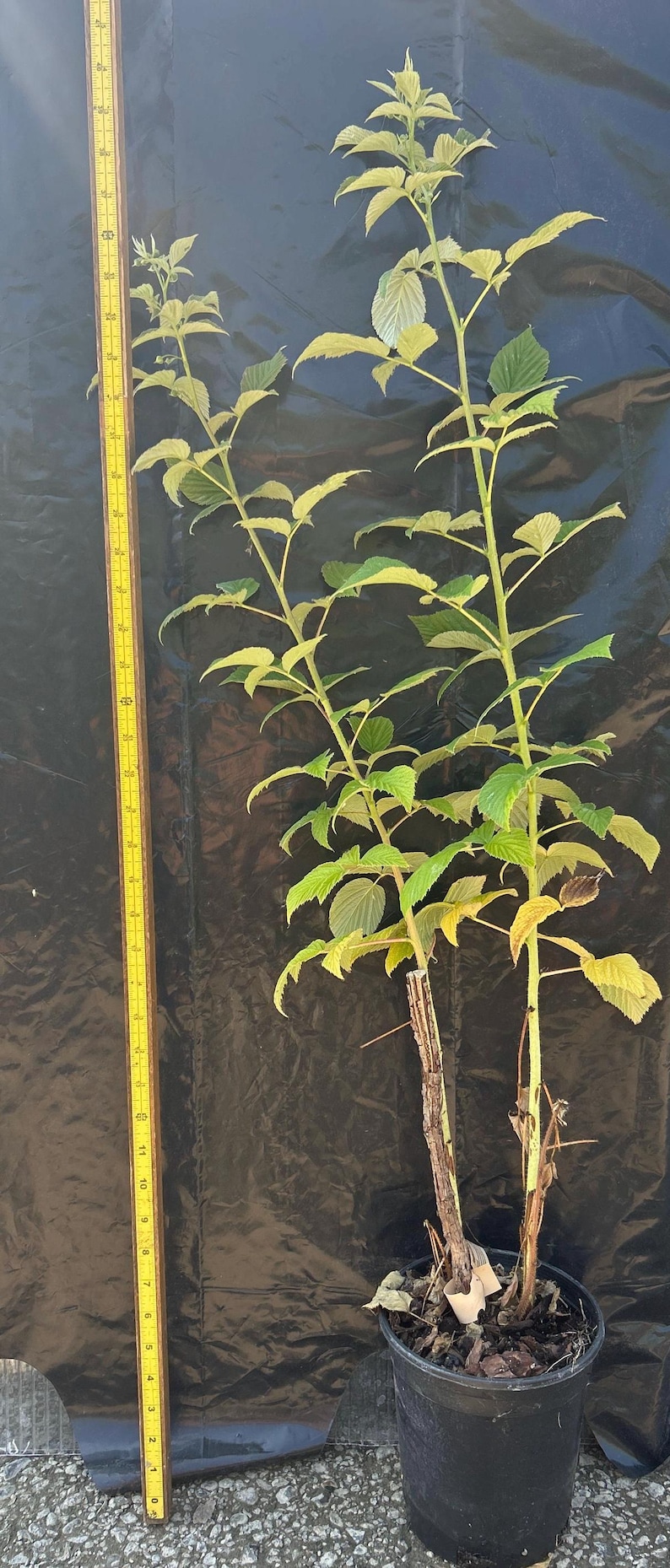 May include: A potted raspberry plant with green leaves and two main stems, positioned next to a yellow wooden ruler that shows the plant reaching a height of approximately 24 inches from the base of the pot to the top of the foliage.