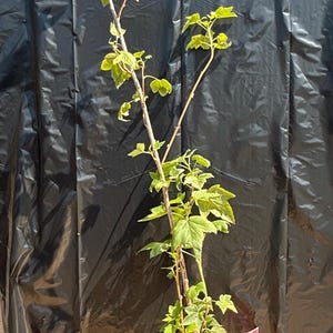 May include: A young black currant plant with thin, woody stems and bright green, lobed leaves growing in a black plastic nursery pot filled with dark soil and mulch. A small, rectangular pink plant identification tag is attached to the stem.