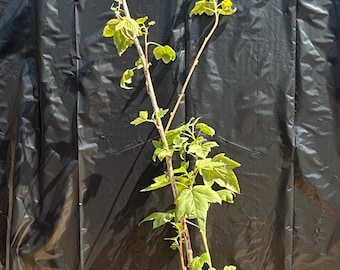 Minaj Smeriou Black Currant Plant - Large 1 Gallon Fruiting Bush