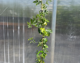 May include: A tall passion flower vine with green leaves and a single white flower, supported by a vertical bamboo stake in a black plastic nursery pot filled with dark soil and wood chips, positioned against a translucent corrugated wall.