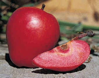 Apple Tree (Redlove Calypso) 1 Gallon Potted and Grafted!