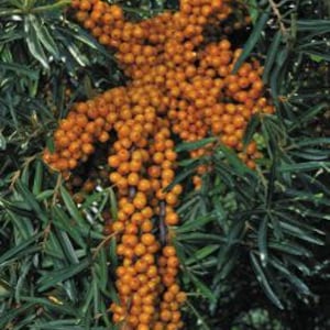 May include: Close-up of a sea buckthorn plant with clusters of orange berries. The berries are densely packed along the branches, contrasting with the green, slender leaves. The image highlights the plant's natural form and the vibrant color of the fruit.