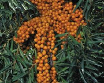 Titan Sea Berry - Female - 1 Gallon Potted