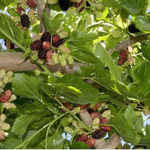 Mulberry (Weeping)- 1 Gallon Potted