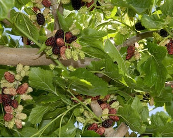 Mulberry (Weeping)- 1 Gallon Potted