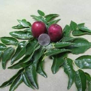 May include: Two small, round, deep red fruits nestled among a cluster of glossy, dark green, pinnate leaves. A silver-colored circular coin is positioned between the two fruits to provide a sense of scale for the produce.