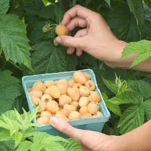 May include: A light blue cardboard basket filled with numerous golden yellow raspberries, with additional golden raspberries attached to green leafy stems visible in the background, showcasing the fruit's textured surface and round shape.