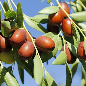 May include: Close-up of a branch with several brown jujube fruits and green leaves against a clear blue sky. The jujubes are oval-shaped and have a smooth surface. The leaves are a vibrant green.