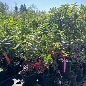 May include: A collection of small green shrubs planted in black plastic nursery pots. Each plant features thin woody stems, vibrant green oval leaves, and a bright pink identification tag attached to the branches with a thin wire.