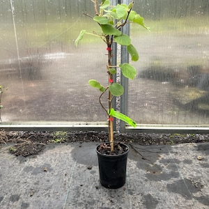 May include: A small green kiwi plant growing in a black pot. The plant is tied to a wooden stake with red and green ties. The plant is in a greenhouse setting.