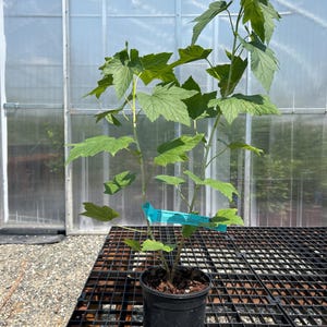 May include: A young green currant plant in a black plastic nursery pot. The plant has multiple stems with serrated, lobed leaves and a bright blue rectangular plant tag attached to one of the stems with printed text visible on the surface.