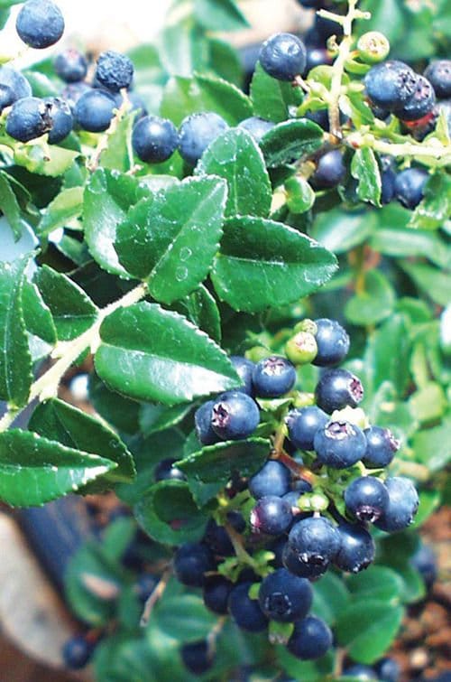 Evergreen Huckleberry