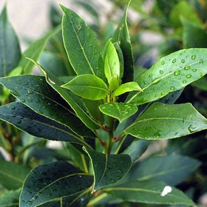 May include: Close-up of a bay leaf plant with green leaves covered in water droplets.