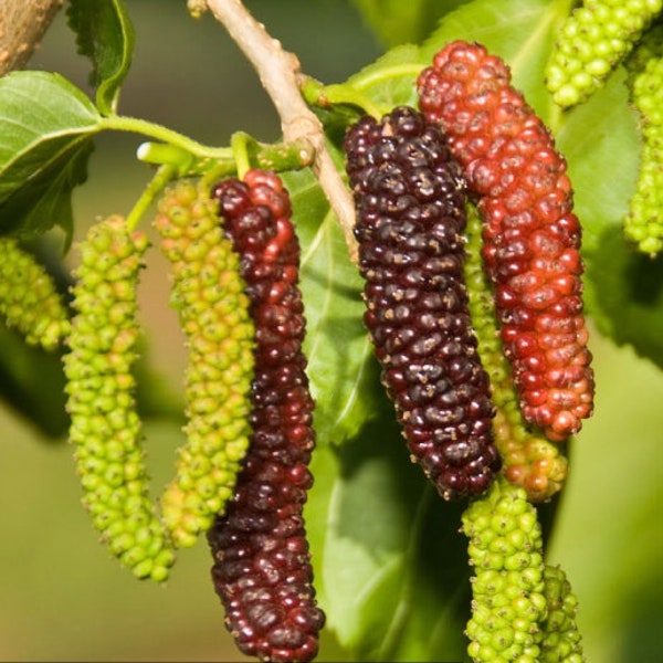 Pakistan Mulberry Tree- 1 gallon Potted- 3 Feet Tall!