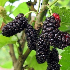 May include: Close-up of a branch of a mulberry tree with ripe black mulberries. The mulberries are clustered together on the branch, and some are still attached to the tree by their stems.