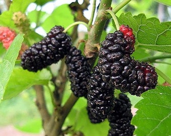 Mulberry (illinois Everbearing) in 1 Gallon Pots! Fruit bearing size!
