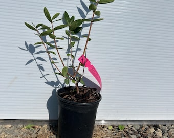 May include: A young green shrub planted in a black plastic nursery pot filled with dark mulch. The plant features thin, upright stems with small, oval-shaped green leaves. A bright pink rectangular plant tag is attached to one of the stems.