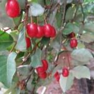 May include: Close-up of a cluster of bright red berries hanging from a leafy green vine. The berries are oval-shaped and appear ripe. The leaves are a mix of green and gray-green.