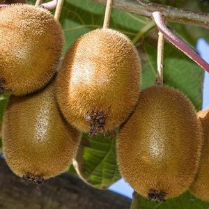 May include: Close-up of several brown fuzzy kiwis hanging from a vine with green leaves.