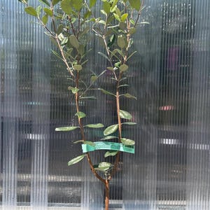 May include: A young Feijoa sellowiana plant, also known as a pineapple guava, with a slender brown trunk branching into two main stems. The plant features oval, glossy green leaves with silvery undersides and a green identification tag attached.