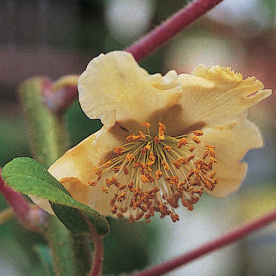 Fuzzy Kiwi Plants both Male and Female in 1 Gallon Pots Etsy