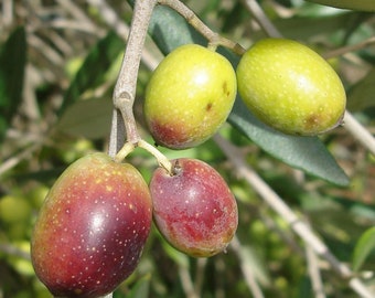 Olive Tree (Frantoio) - Tree Pot- 4' Tall!