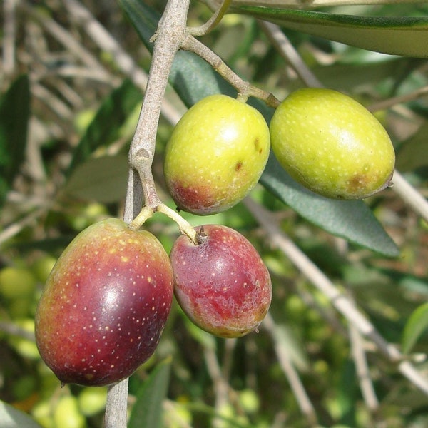 Olive Tree (Frantoio) - Tree Pot- 4' Tall!