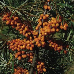 May include: Close-up of a sea buckthorn plant with clusters of bright orange berries. The berries are oval-shaped and densely packed along the branches, surrounded by long, slender green leaves. The image is well-lit, highlighting the vibrant colors.