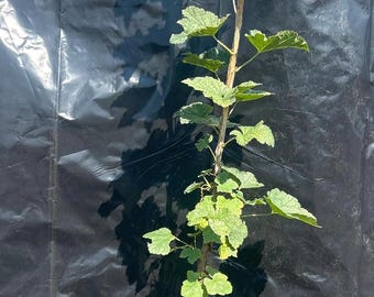 Red Lake Red Currant Plant - Large 1 Gallon Fruiting Bush