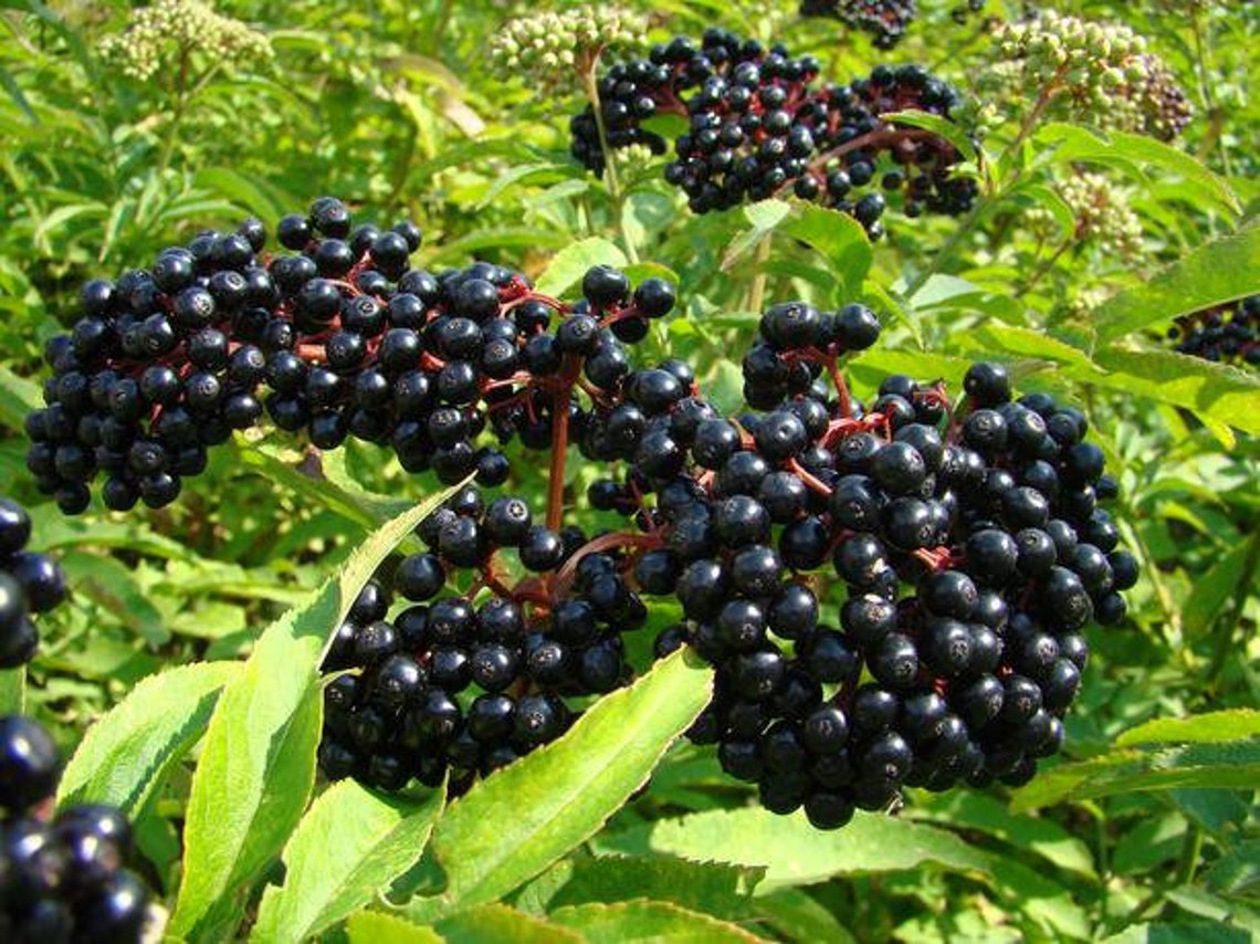 Elderberry York 1 Gallon Potted Sambucus canadensis Etsy