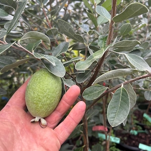 May include: A green guava fruit growing on a small guava tree. The fruit is about the size of a golf ball and has a smooth, green skin.