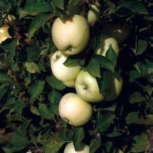 May include: A cluster of ripe, pale green apples with a slight blush, hanging from a tree with dark green leaves. The apples are round and appear ready for harvest, contrasting with the foliage.